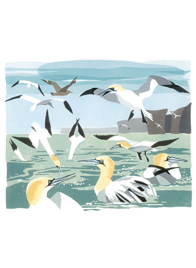 Gannets Card