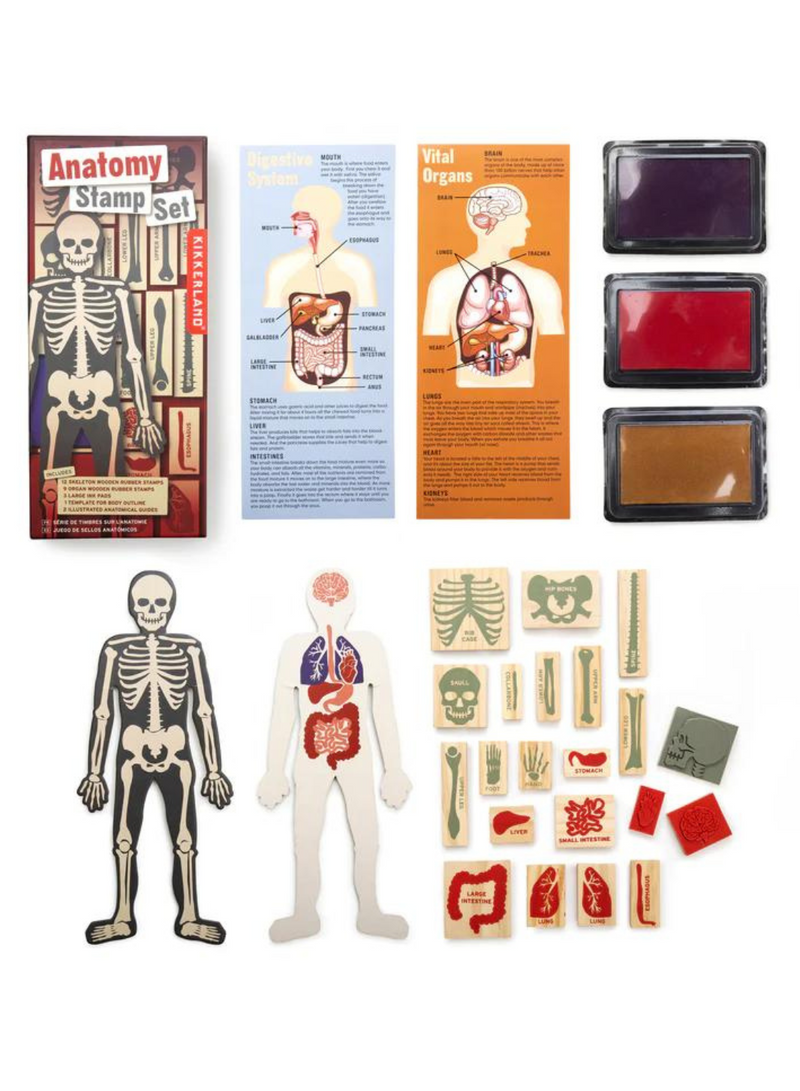 Anatomy Stamp Set
