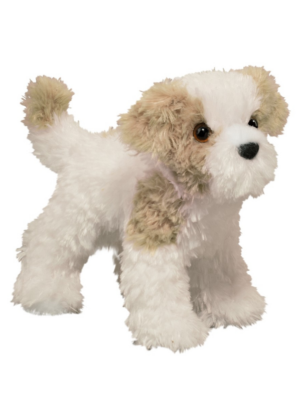 Jolly Maltipoo