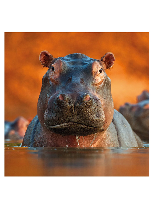Pool of Hippos Card