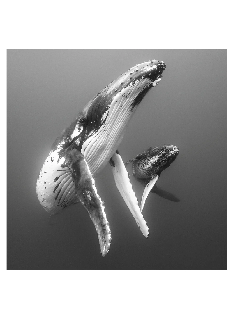 Elegant Mother and Calf Card