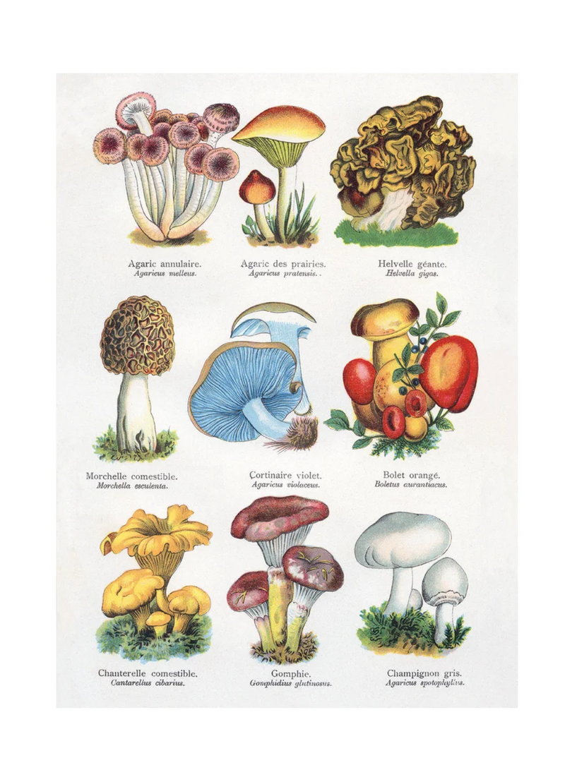 Mushrooms Card