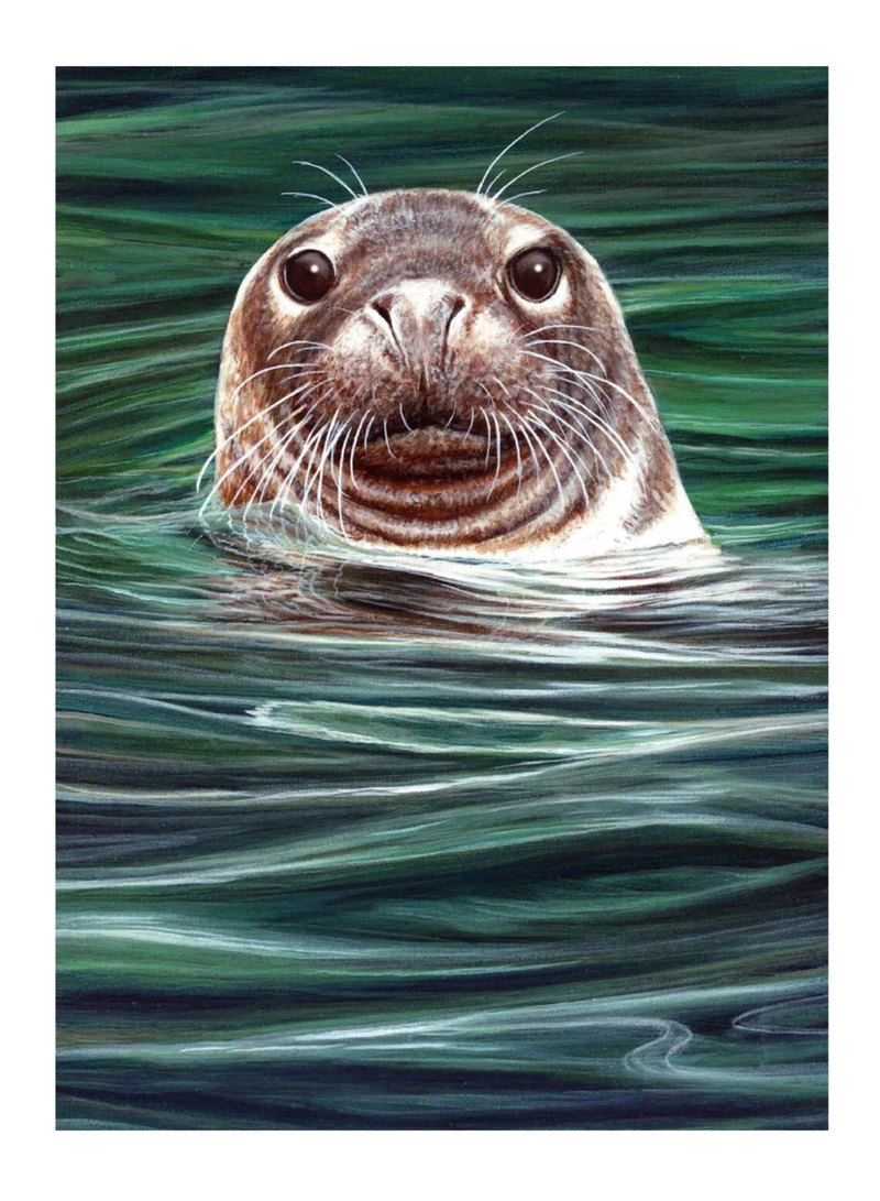 Curious Seal Card
