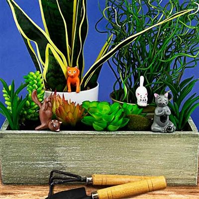 Mini Plant Ramblers and Cats