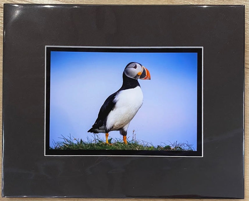 Puffin And Sky Print