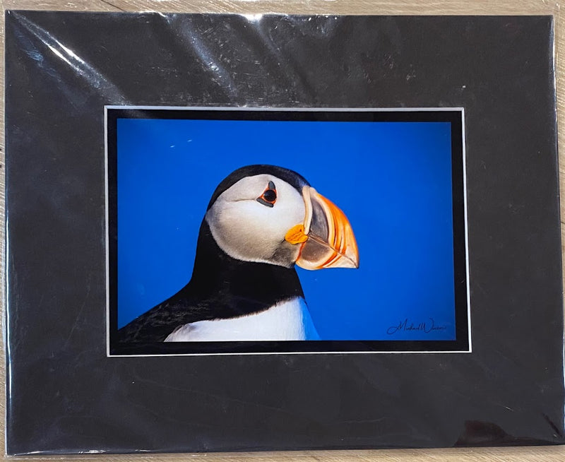 Royal Puffin Print