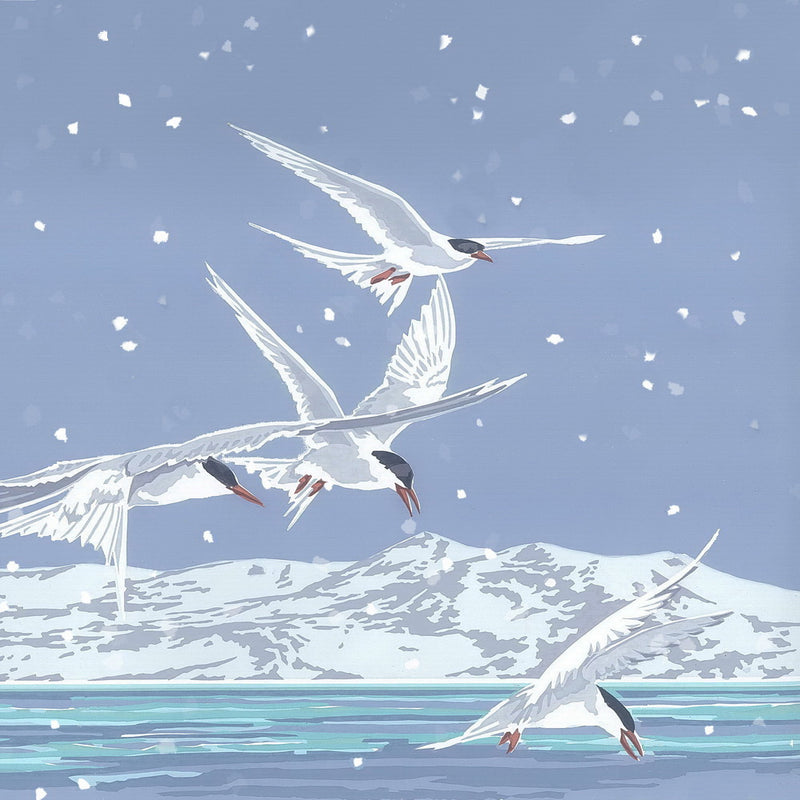 Snowy Terns  Card