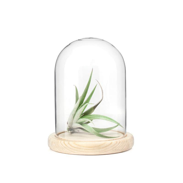 Bell Glass Display Large